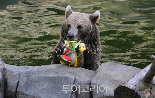 곰이 물 속에 몸을 담고 과일 먹는 모습 /서울시 제공