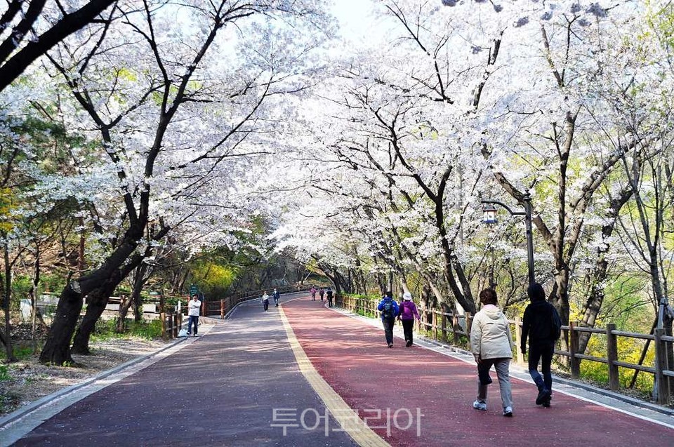 남산공원 벚꽃 산책로
