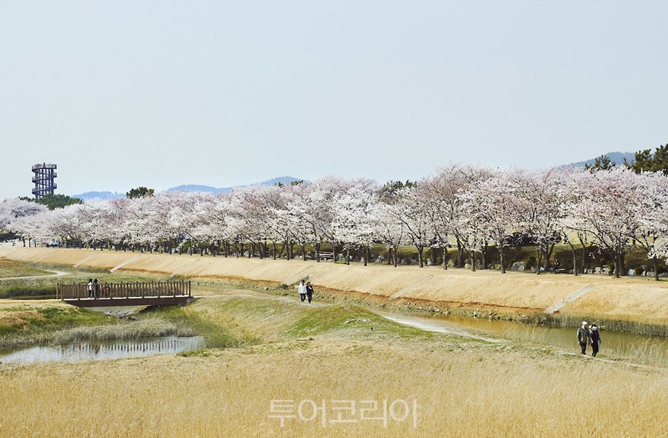 시흥시 갯골생태공원 봄 벚꽃풍경