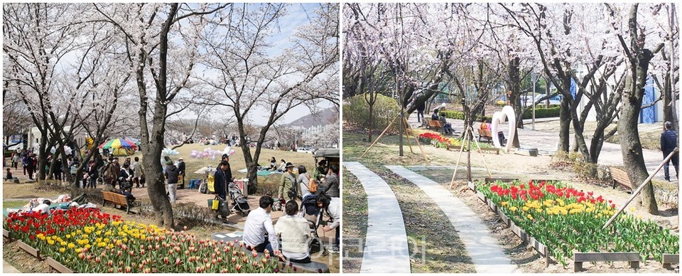 2019년 의왕시청 벚꽃 풍경0(좌측)과 달리 (우측) 한산한 2020년 벚꽃풍경.