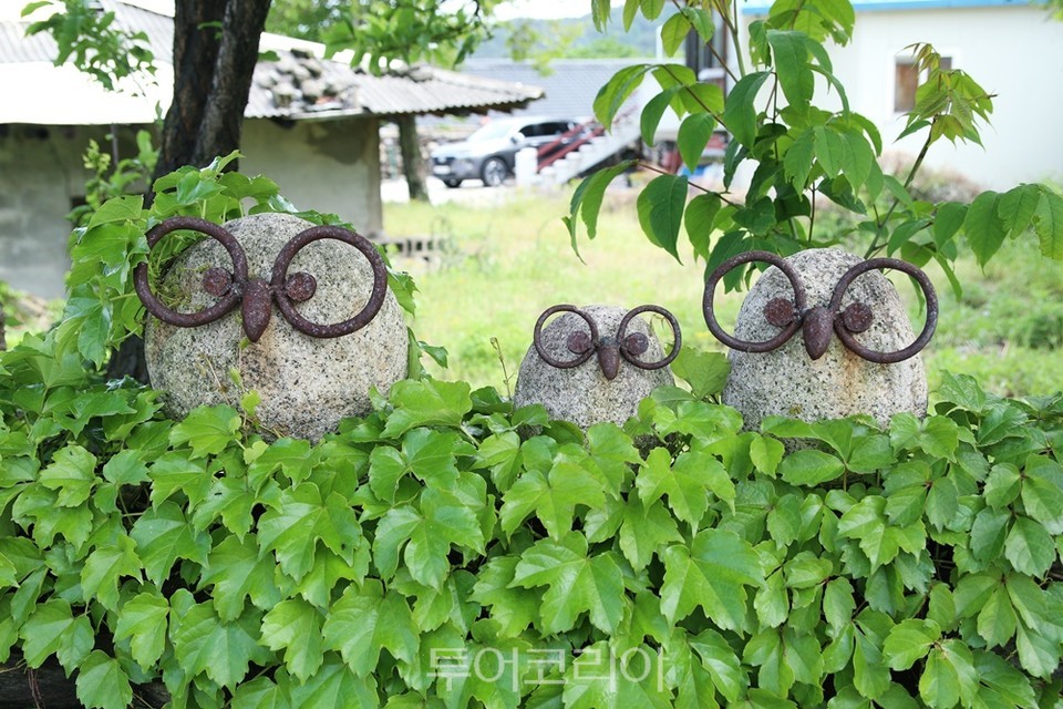 강원도 속초 상도문돌담마을 12돌담 담쟁이 넝쿨 위에 앉은 부엉이 가족_진우석 촬영