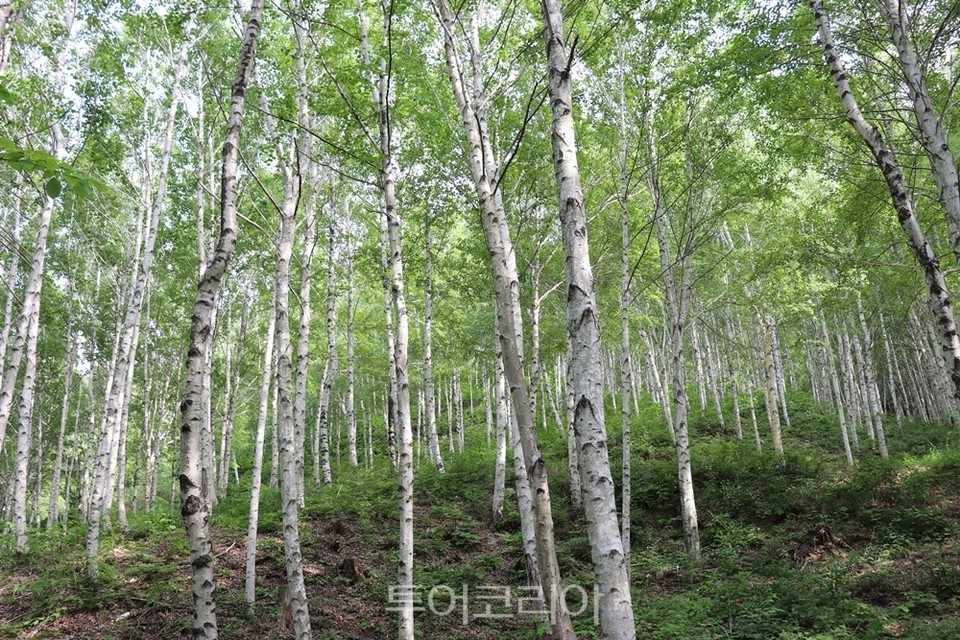 김천치유의숲 '자작나무숲'