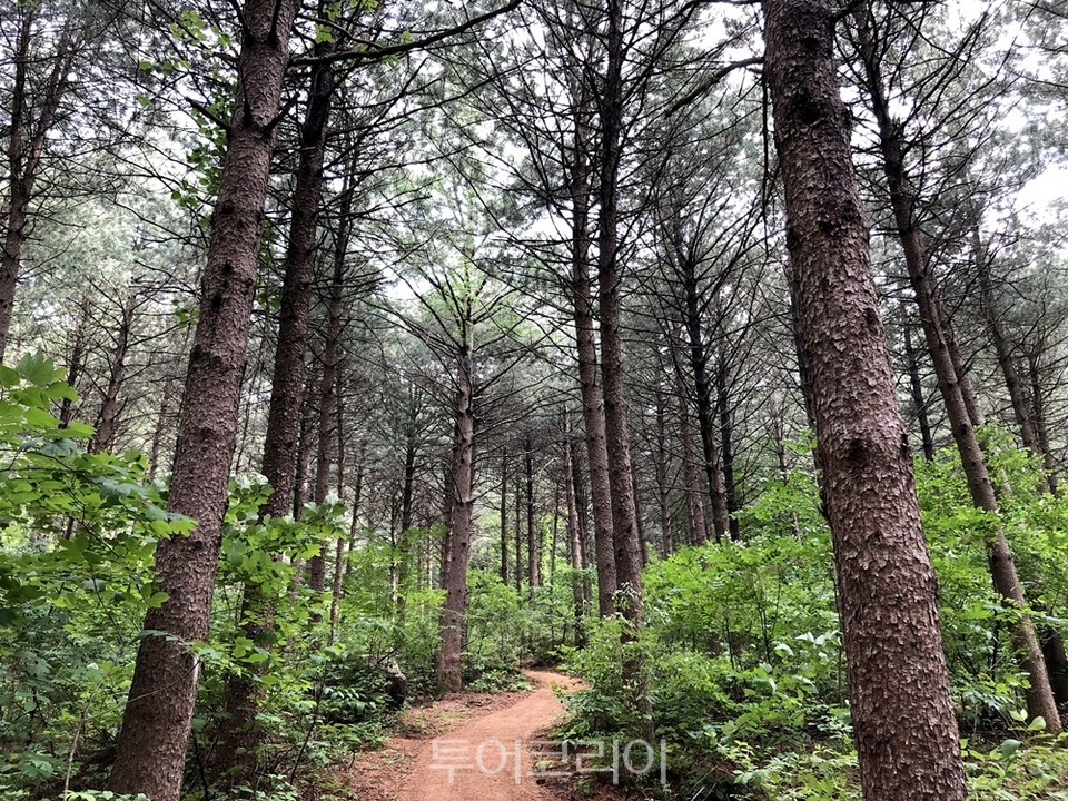 봉화국립백두대간수목원 약숲