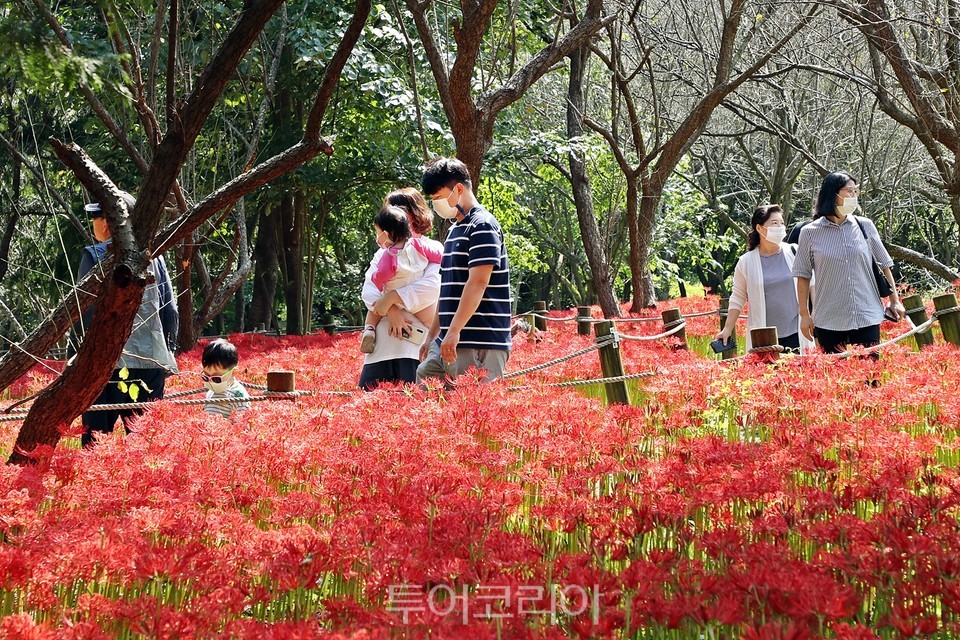 정읍 내장산수목원 꽃무릇 구경하는 관광객들