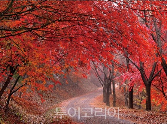 중구 보문산공원로 대전둘레산길 가을풍경