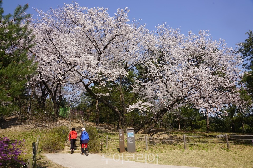 서울 의릉 천장산 일원