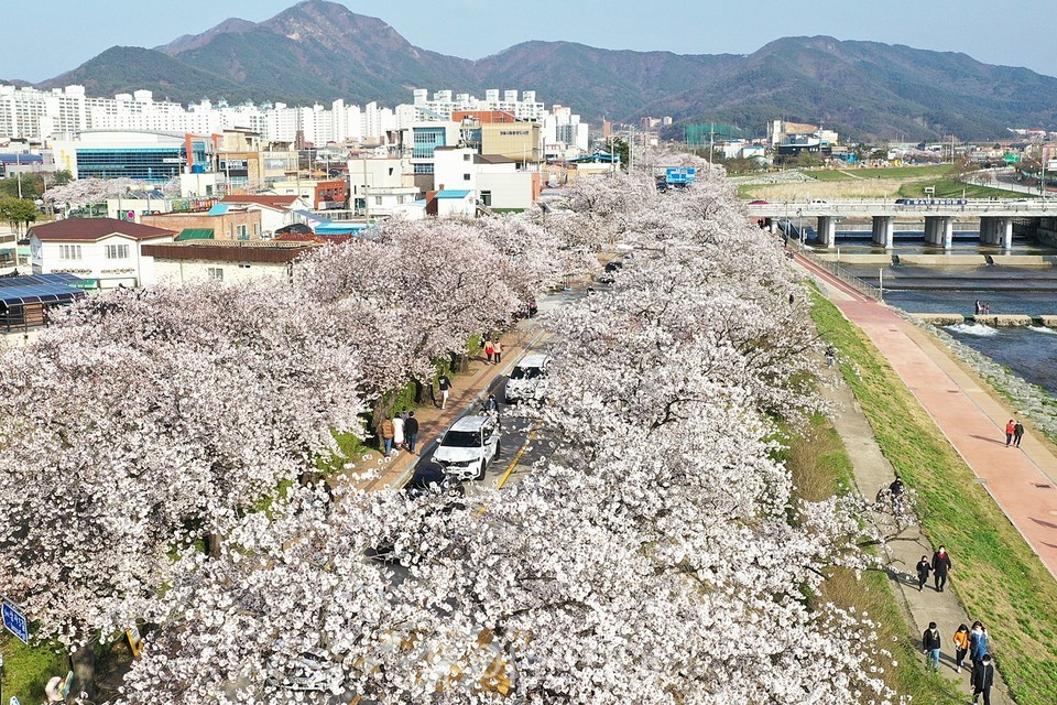 정읍천 벚꽃길