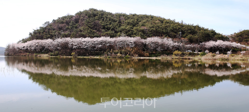 함평 동정저수지 벚꽃 풍경