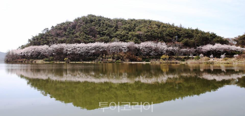 함평 동정저수지 벚꽃 풍경