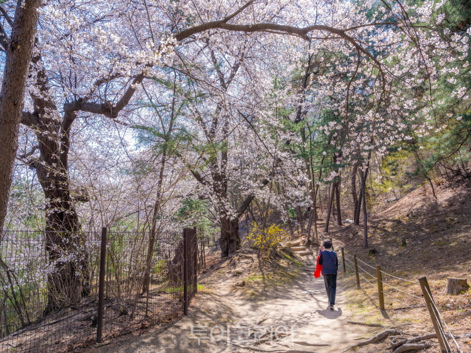의릉 산책코스에 있는 벚나무