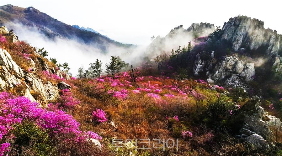 강진 주작산이 핑크빛 철쭉으로 물든 풍경