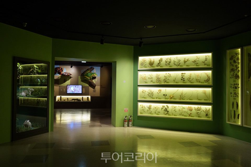 강화자연사박물관 2층 생태계와 먹이사슬