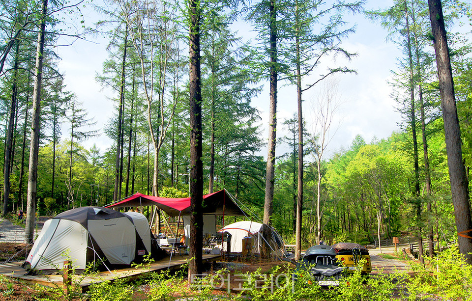 화천숲속야영장에서 캠핑을 즐기는 모습