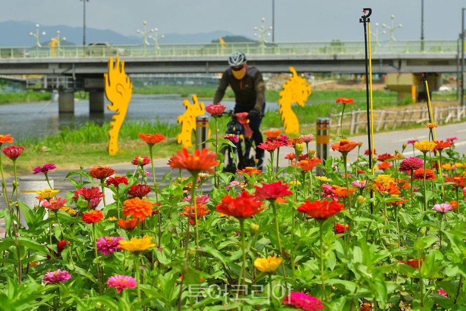 장성 황룡강변 꽃정원