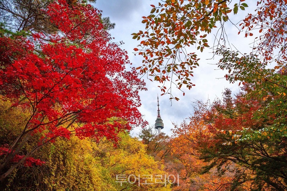 남산 북측순환로를 걷다보면 와룡묘 직전에 단풍나무 사이로 얼굴을 내미는 서울타워를 볼 수 있다
