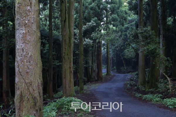 제주도 '서귀포 치유의 숲'/사진=한국관광공사