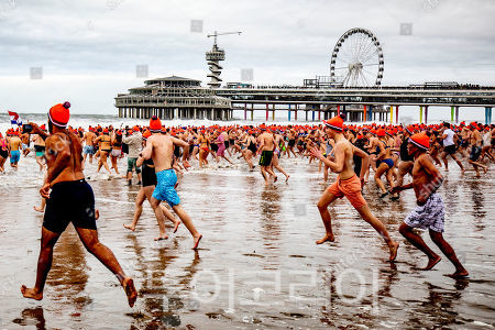 네덜란드 북극곰 수영 대회 /사진 출처-Shutterstock