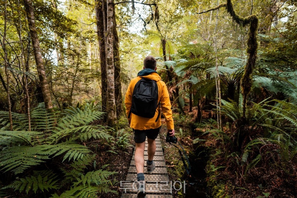 케플러 트랙(Kepler Track)의 우림에서 하이킹하는 사람들 ⓒRoady NZ