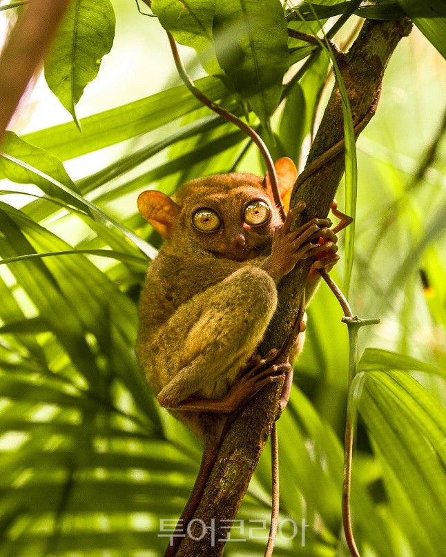보홀 안경원숭이 (Tarsier Sanctuary)