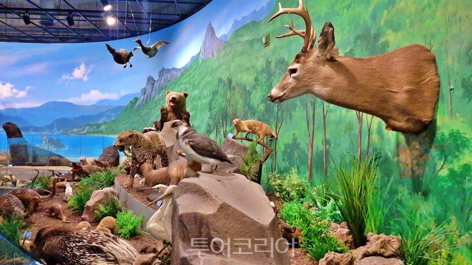 땅끝해양자연사박물관 내 포유류관