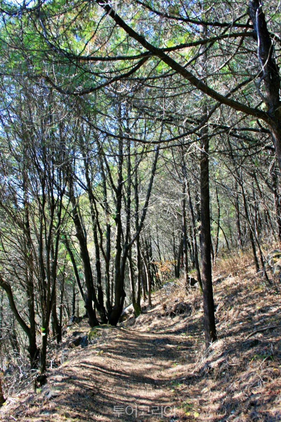 측백나무숲