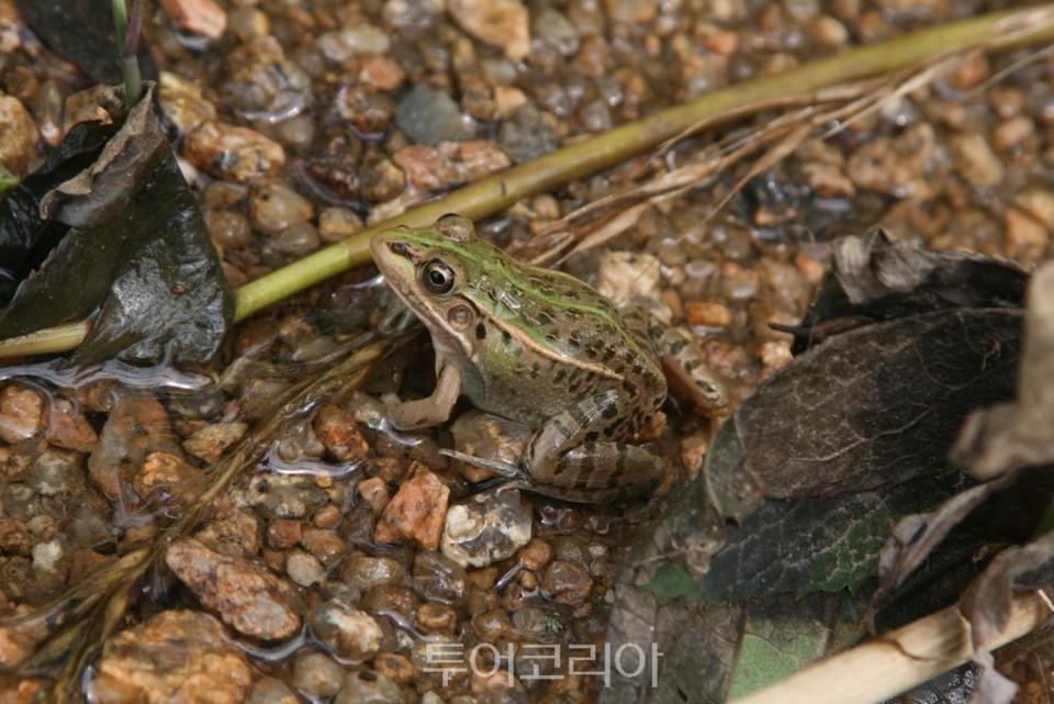 국립생태원에 서식하고 있는 참개구리 모습/사진제공 백혜준