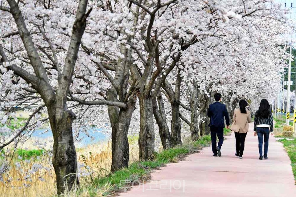 남원  운봉고원 벚꽃축제