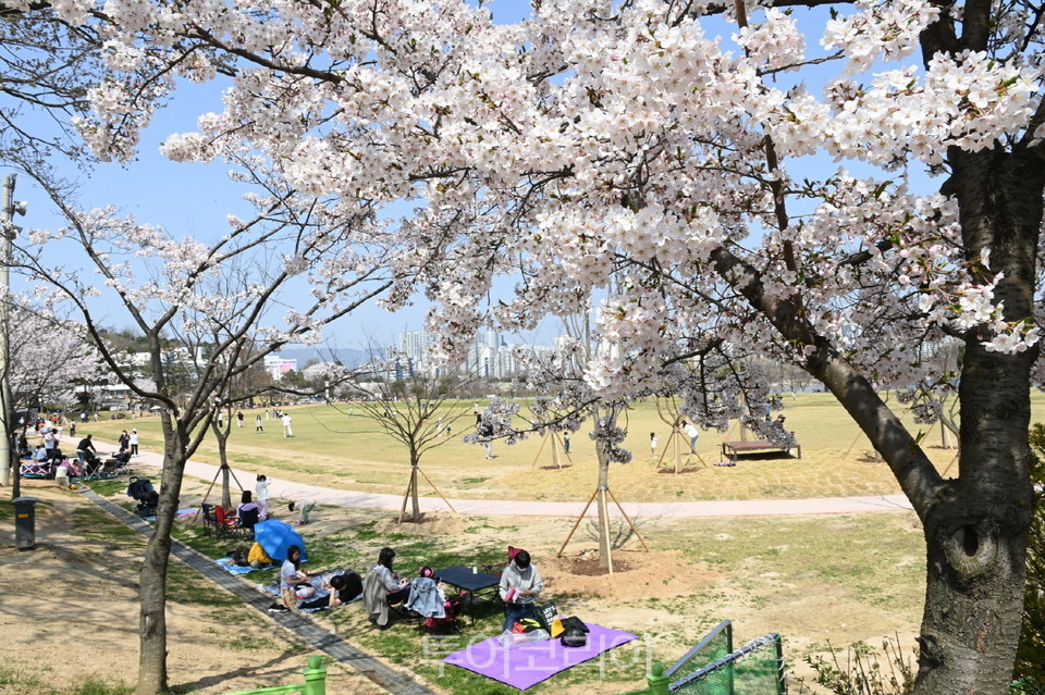 서호 인근 잔디밭에서 시민들이 벚꽃과 함께 소풍을 즐기고 있다.
