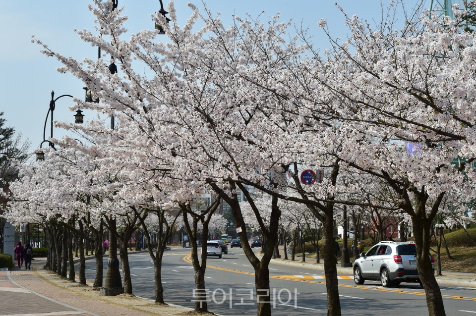 벚꽃이 핀 수원월드컵경기장 뒷길 풍경.