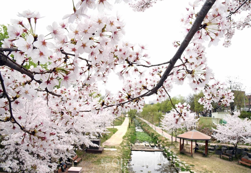 시흥 군자천로 벚꽃