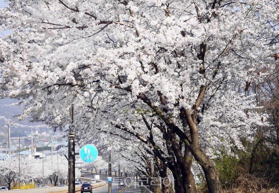 시흥 물왕호수로 벚꽃