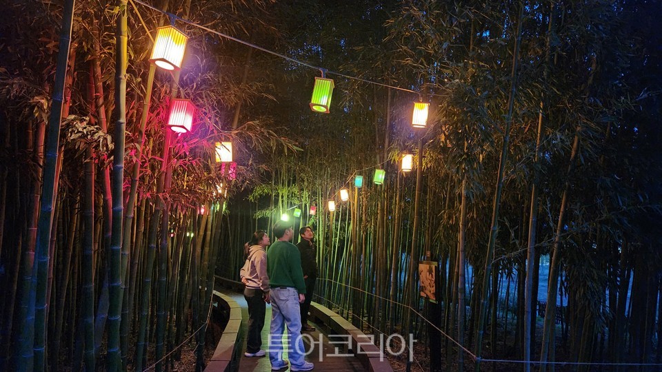 한국대나무박물관 대숲산책로