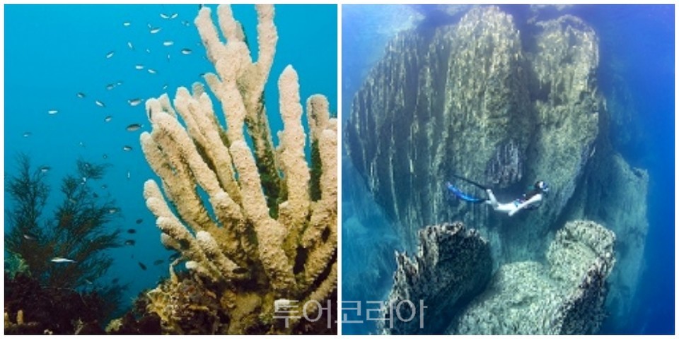 코론, 바라쿠다 호수 프리다이빙(Coron,- Freediver in Barracuda Lake)팔라완, 오키카와 마루 난파선 속 산호(Corals in Okikawa Maru)