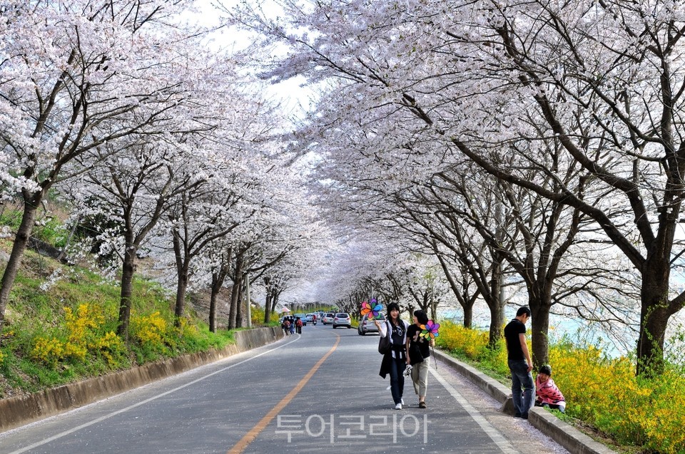 구례300리 벚꽃축제/사진-구례군