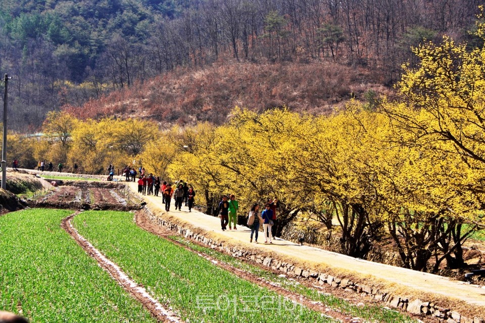 의 산수유길 풍경/사진-경북도