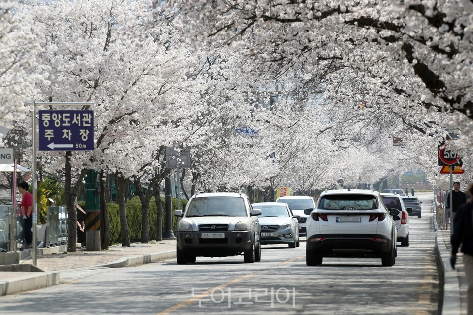 벚꽃으로 물든 정읍/사진-정읍시