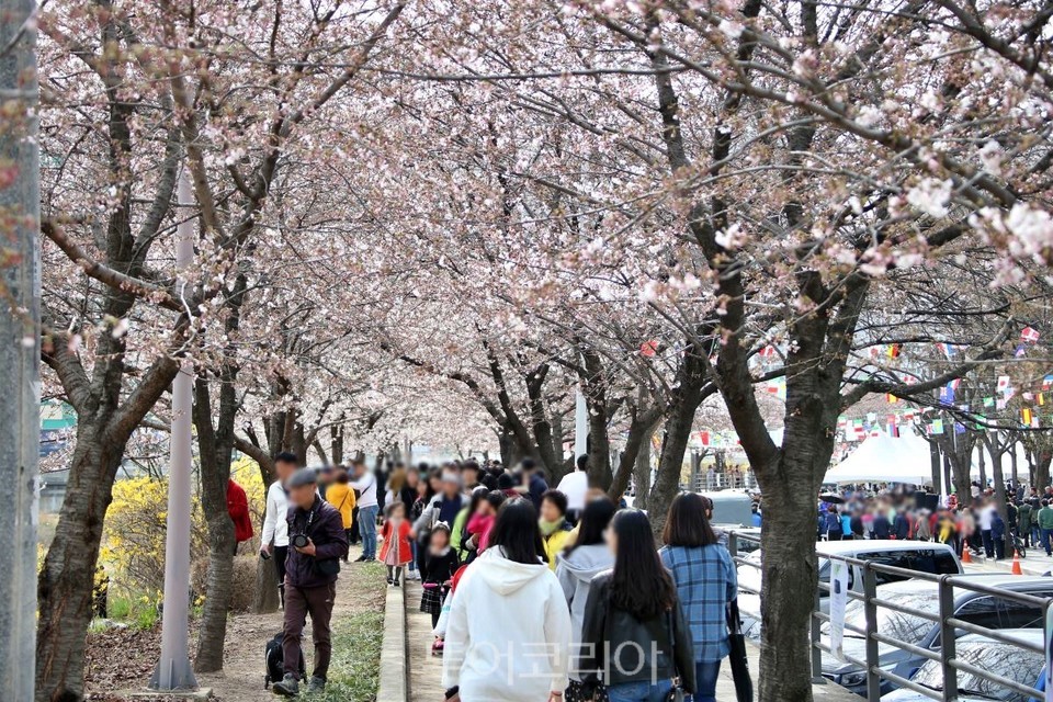 만개한 안양천의 벚꽃을 많은 시민들이 즐기고 있다/사진-안양시