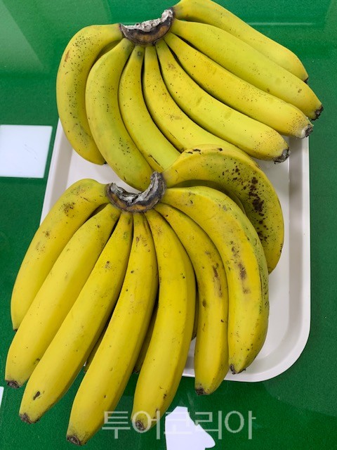 삼척에수 수확한 바나나