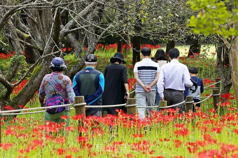정읍 내장산수목원 꽃무릇 구경하는 관광객들