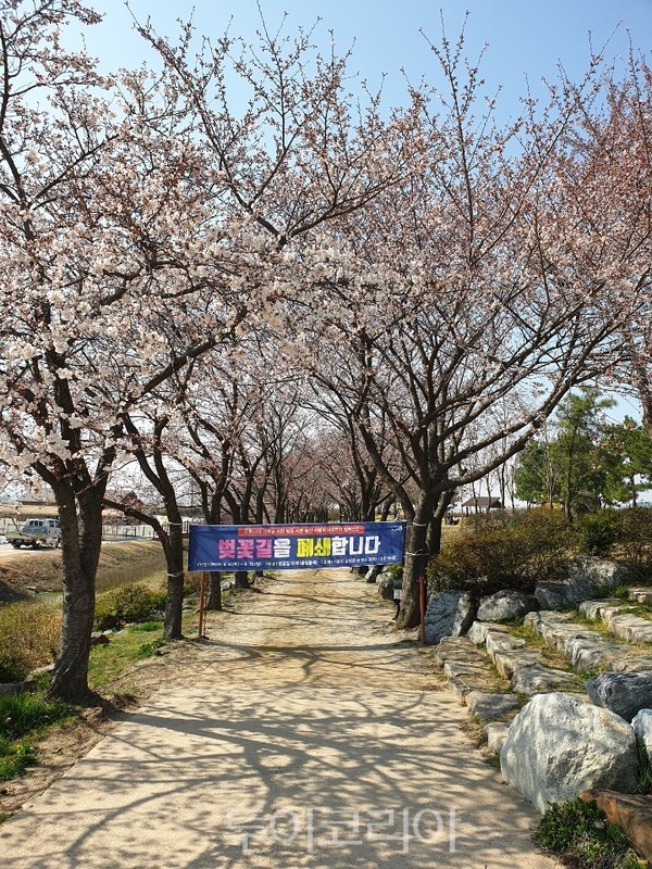 시흥 갯골생태공원 벚꽃길