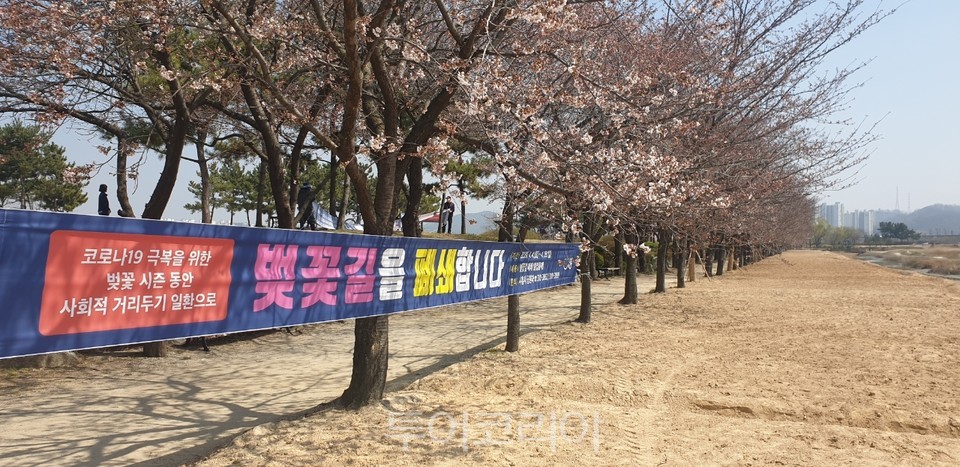 시흥  갯골생태공원 벚꽃길 출입통제