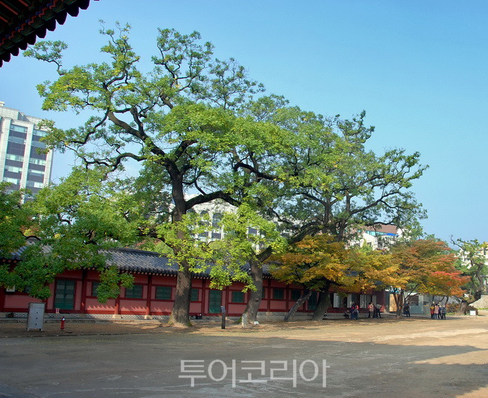 창덕궁(돈화문 회화나무).사진=서울관광재단