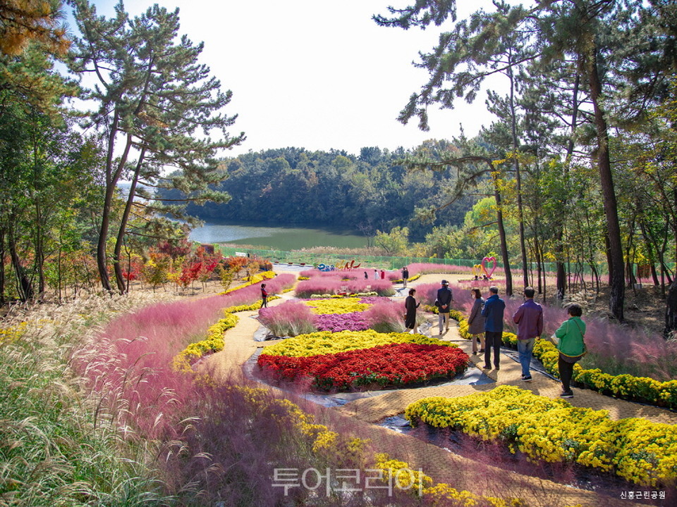 가을  국화, 핑크뮬리가 피어난 신흥공원