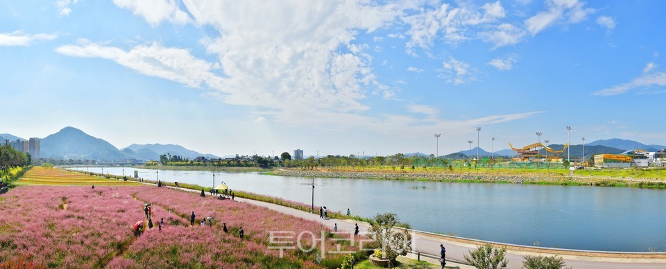 8일 개막하는 장성 황룡강 가을꽃축제 현장
