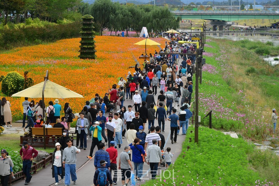 황룡강 가을꽃축제