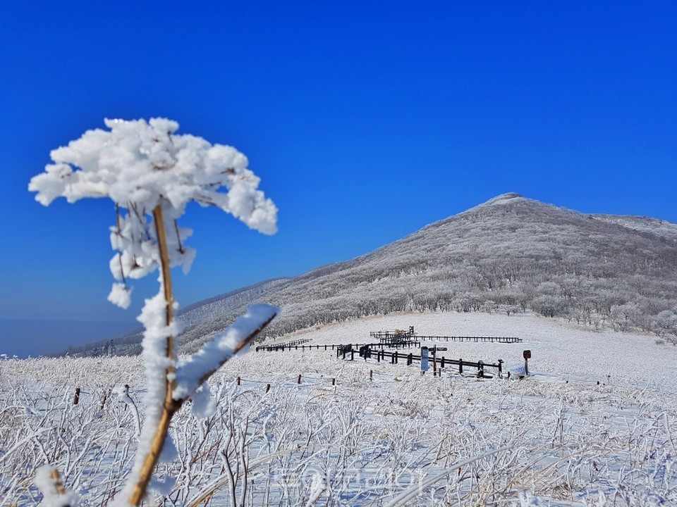 곰배령 사진=북부산림청 인제국유림관리소