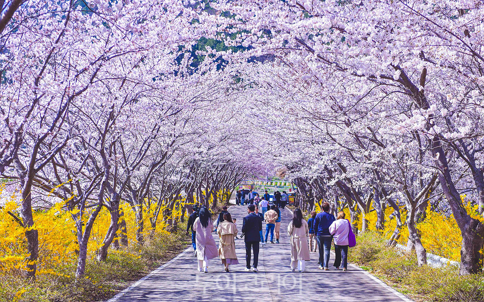 봄꽃 반기는 여수 승월마을