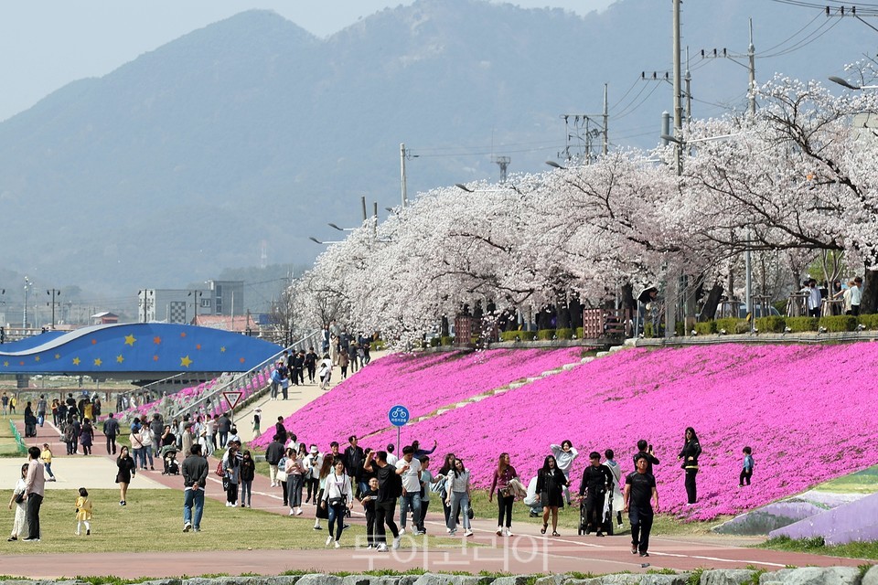 정읍 벚꽃축제