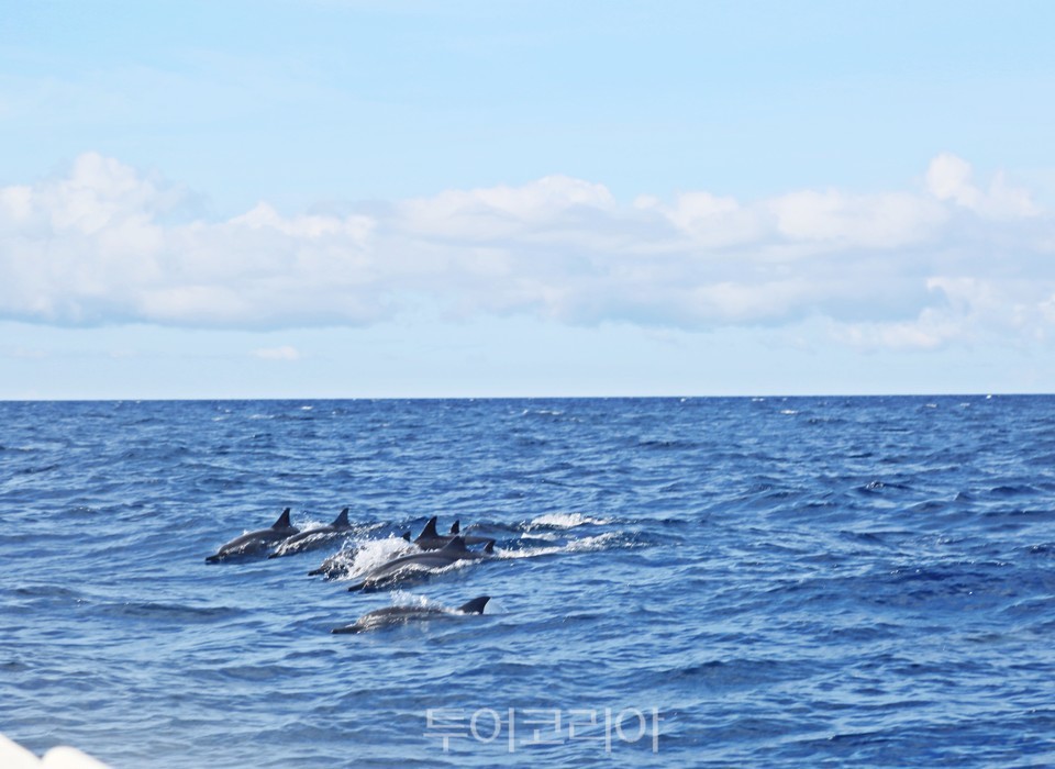 팡라오 섬 주변에서 돌고래를 찾아다니는 돌고래워칭 (사진. 김관수)