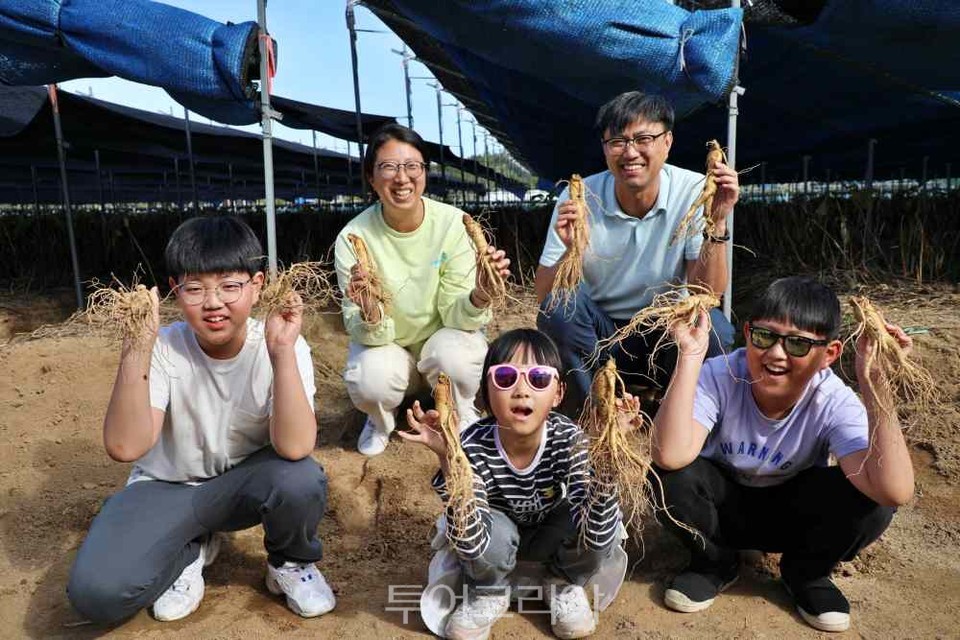 금산세계인삼축제 인삼 캐기 체험을 하고 있는 축제 참가자들